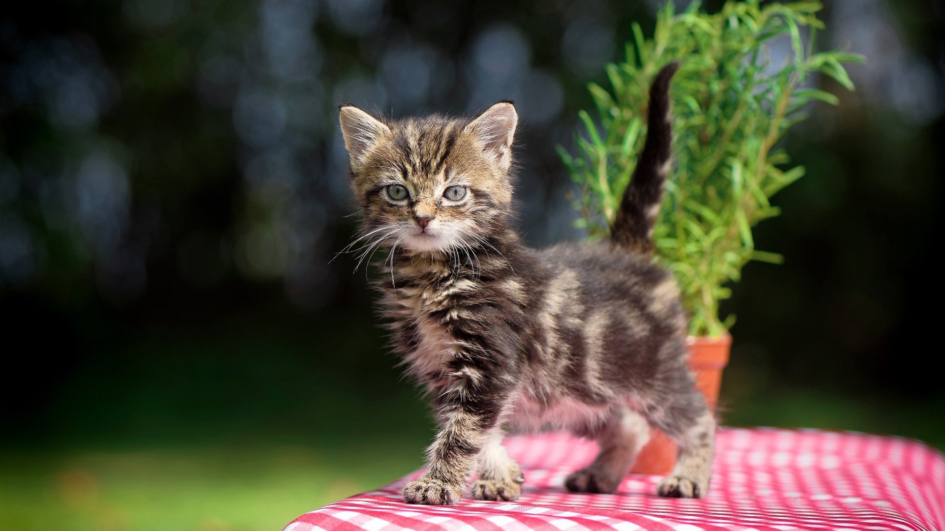 体育赛事数字版权保护,数字化体育赛事