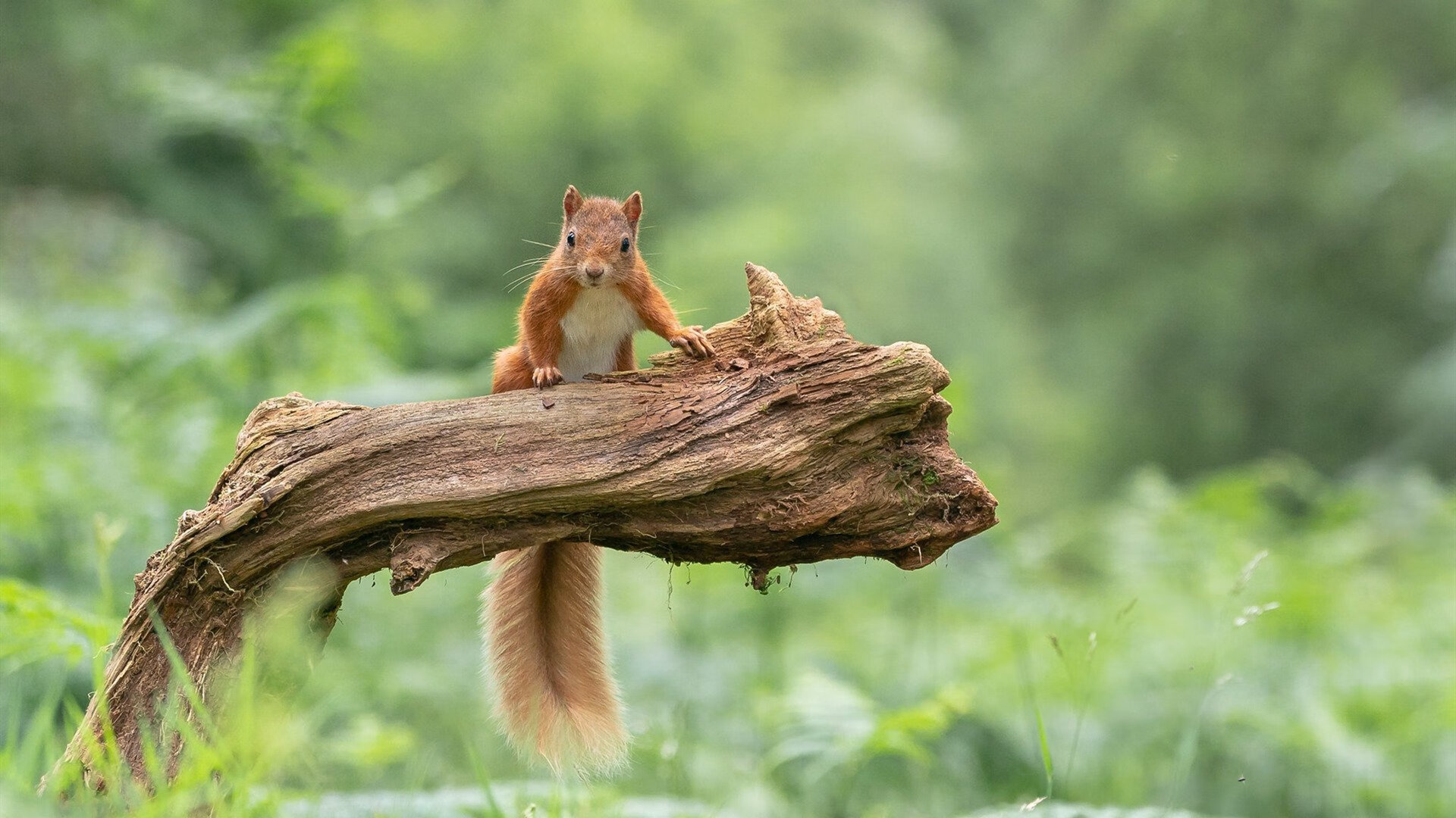 爱游戏app下载-英超球队利用大数据优化快速反击战术的应用，英超攻防转换