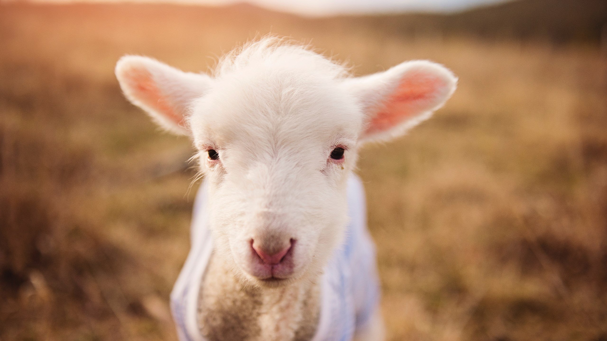 VR训练系统提升乒乓球运动员训练效果，vr乒乓球联机