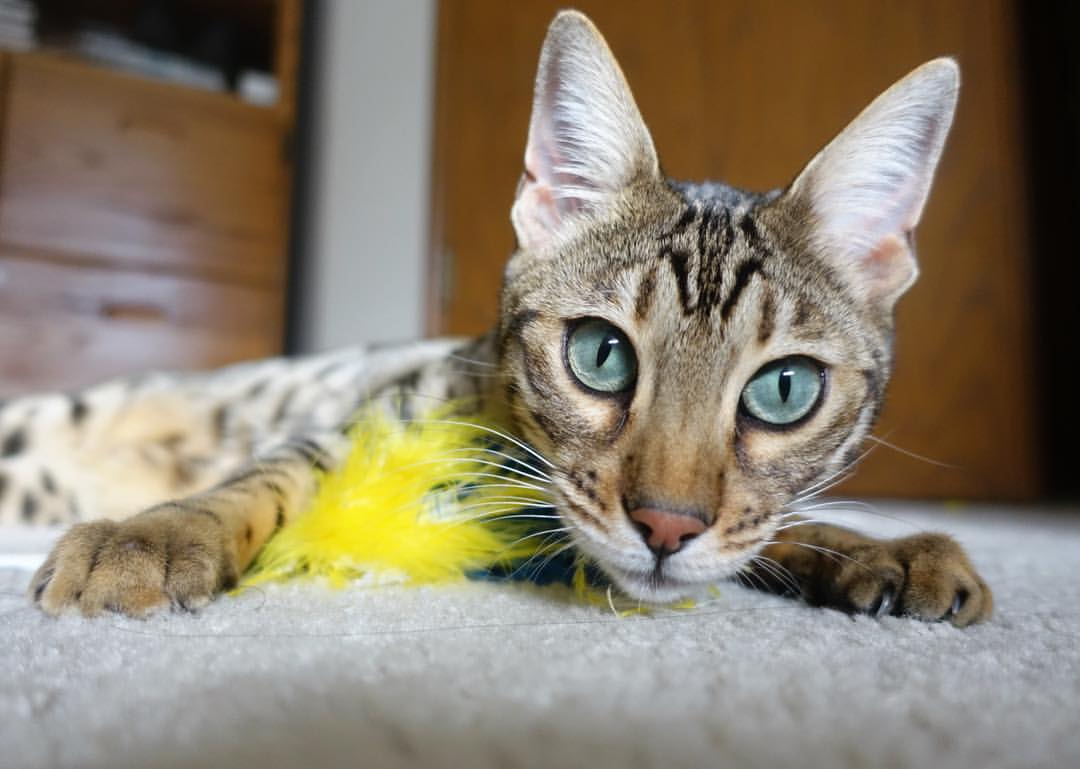 爱游戏-亚冠联赛国家队晋级 球员状态稳定输出，亚冠联赛名额