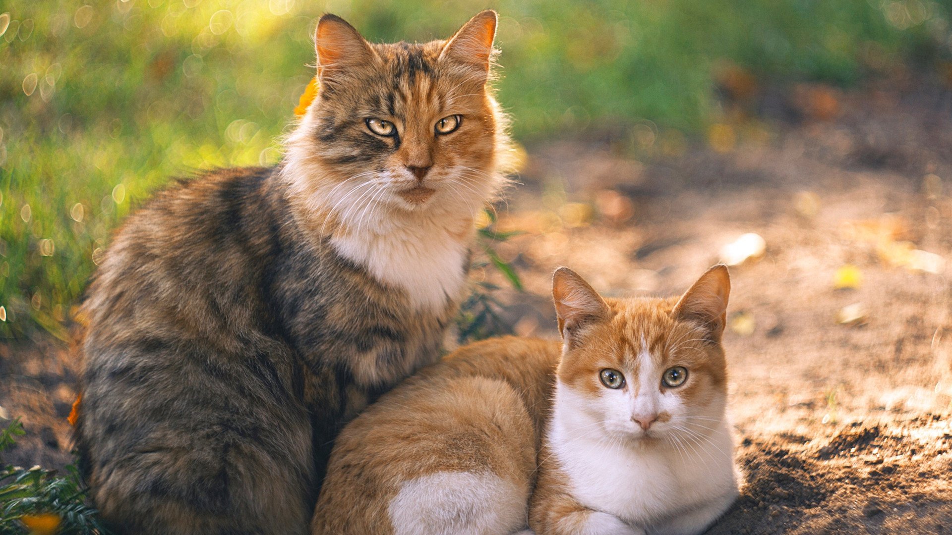 战队青训体系逐步完善培养机制系统化,战队青训队什么意思