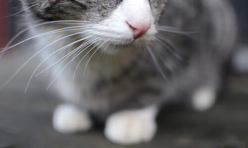 深圳领航队加强对抗训练适应高强度比赛,深圳领航青年队