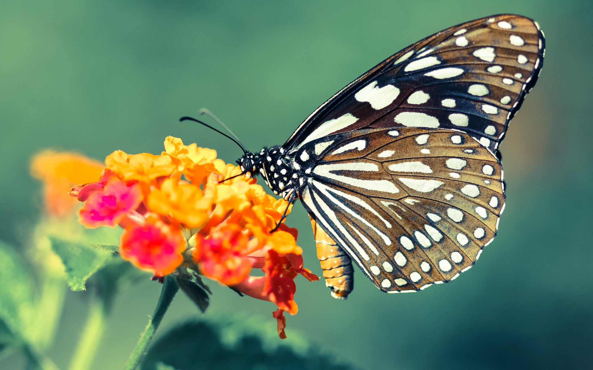 爱游戏app安装-美国队赛制分析：团体赛制如何帮助提升团队配合与默契，美国队内对抗赛