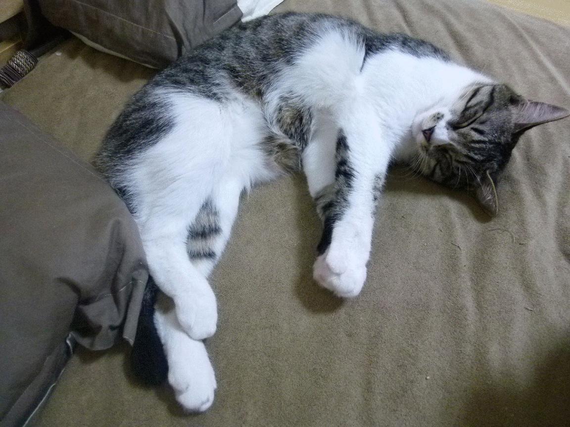 世界杯惊艳绽放：激情无限，精彩不断！，世界杯精彩片段视频