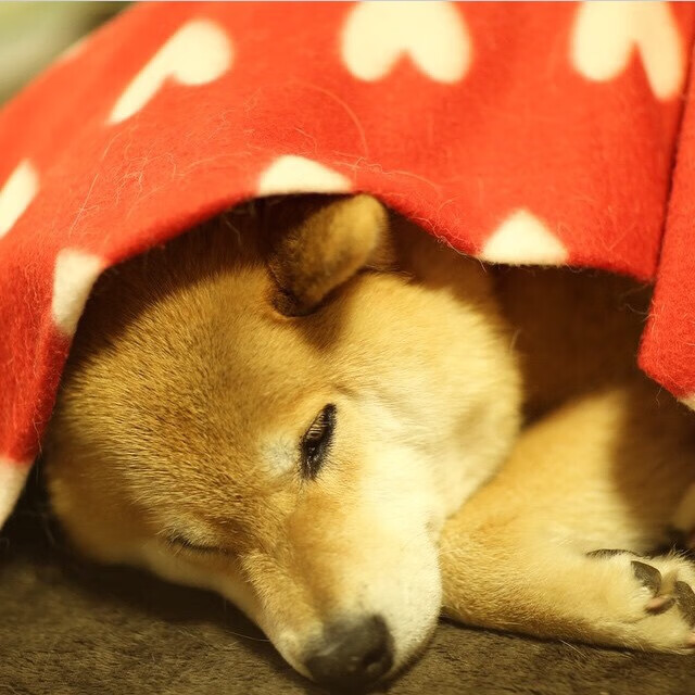 中乙联赛推广远程观察系统优化人才遴选结构