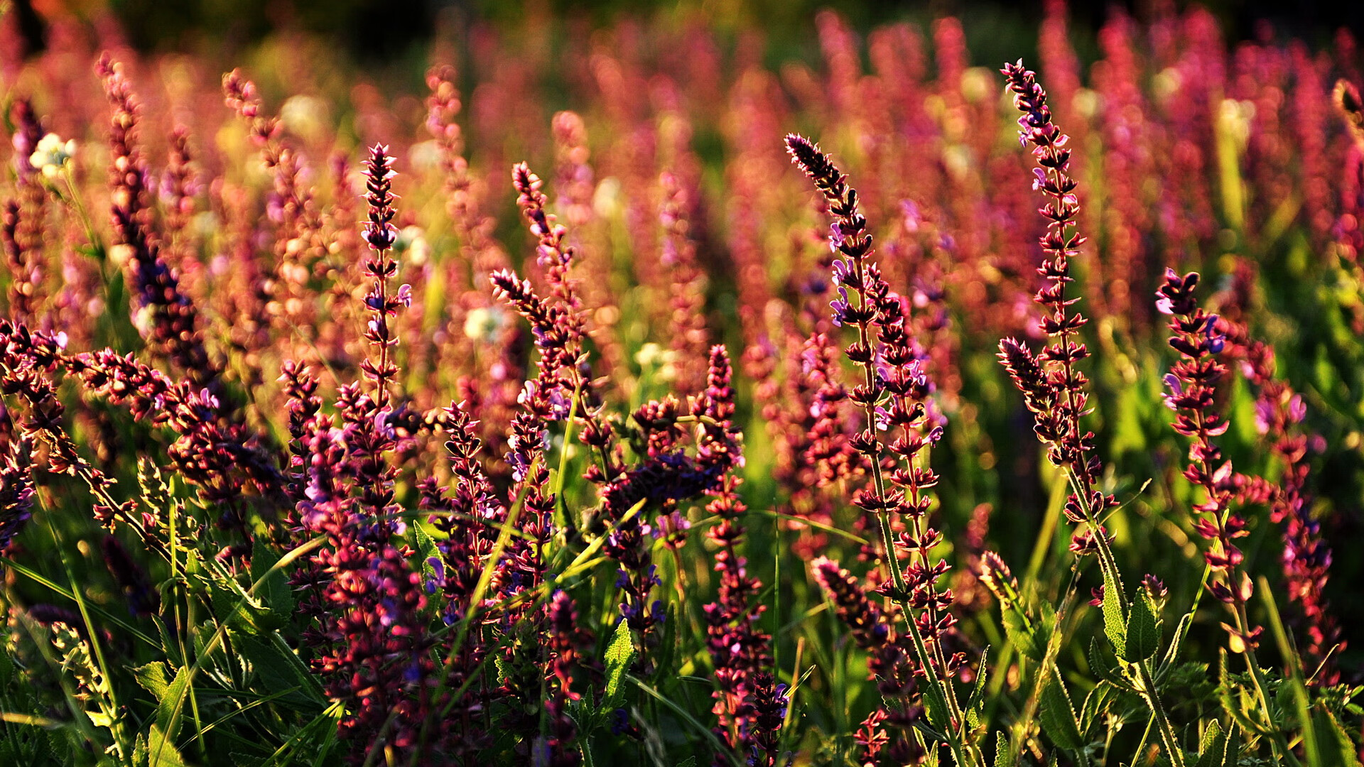 爱游戏app安装-史密斯蝶泳决赛精彩瞬间回顾，雷根史密斯蝶泳